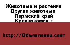 Животные и растения Другие животные. Пермский край,Краснокамск г.